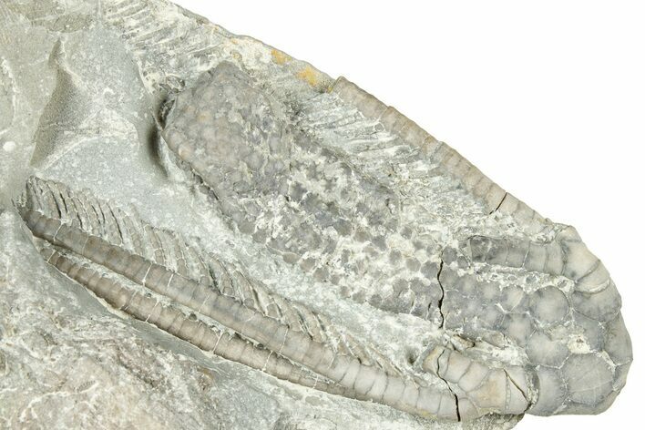 Fossil Crinoid (Histocrinus) - Indiana #326087